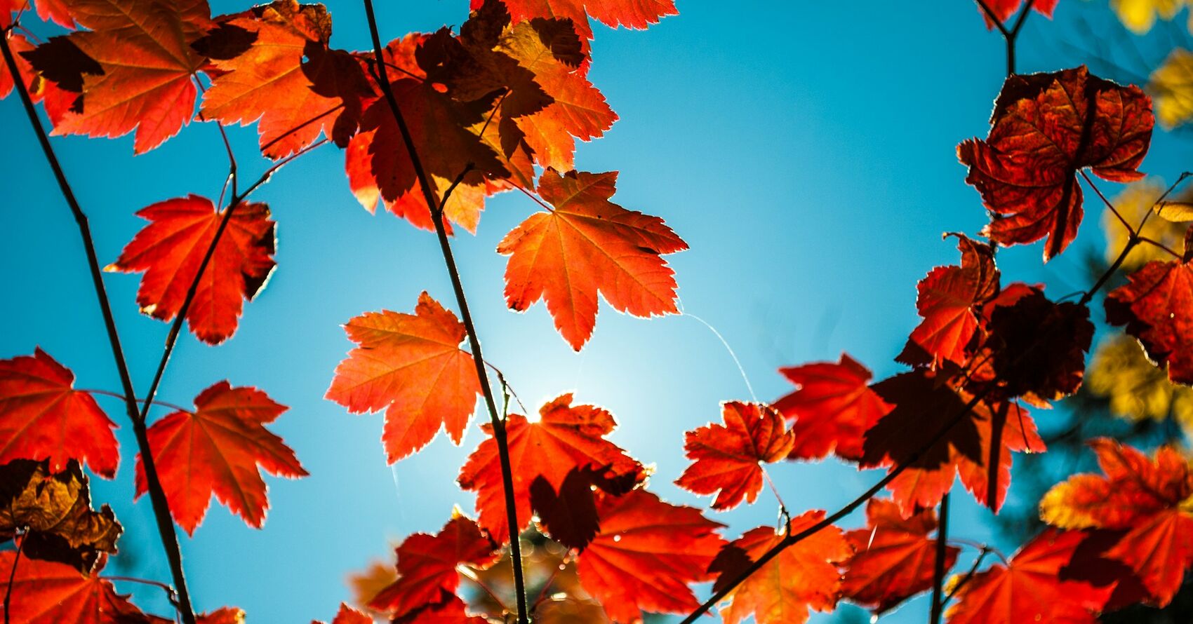 Autumn Leaves Photo Contest